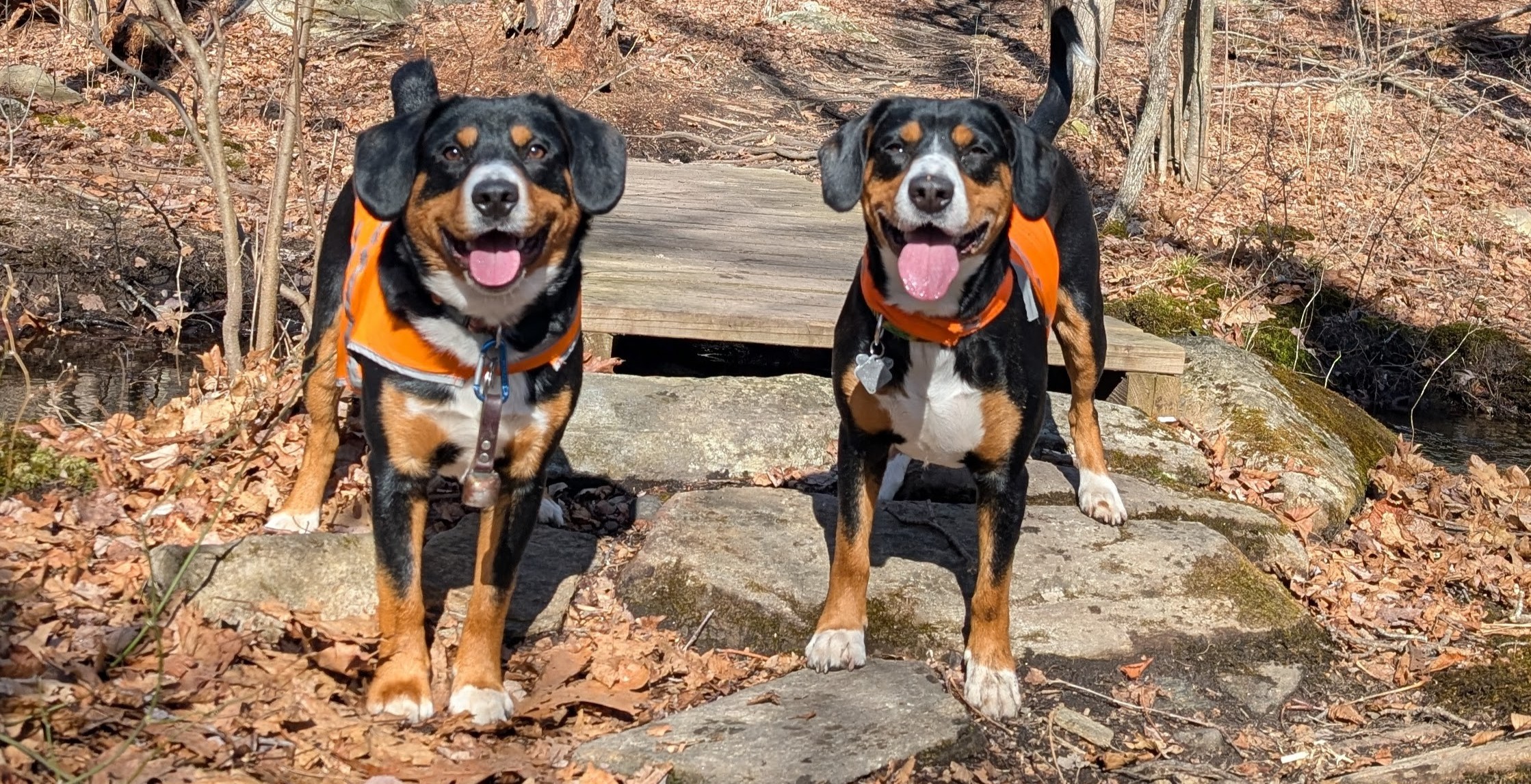 Alpen and Everest on a hiking trail